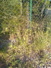 Echium vulgare pustulatum