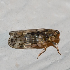 Melanoliarus placitus
