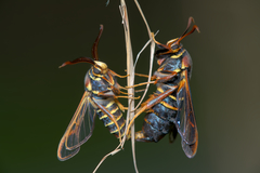 Paranthrene asilipennis