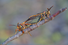 Paranthrene asilipennis