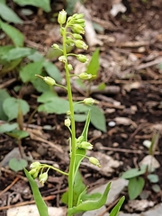 Borodinia canadensis