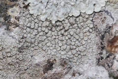 Lecanora albella