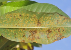 Coleosporium plumeriae