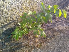 Ulmus minor minor