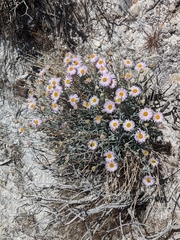 Erigeron parishii
