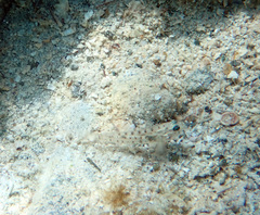 Coryphopterus glaucofraenum