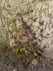 Campanula erinus
