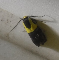 Rectiostoma xanthobasis