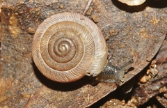 Polygyra plana