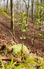 Eupatorium pubescens