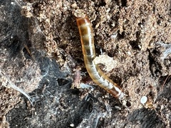 Meracantha contracta