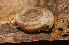 Polygyra plana