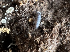 Pogonognathellus dubius