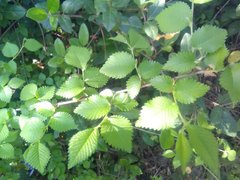 Ulmus minor minor
