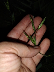 Bromus catharticus catharticus
