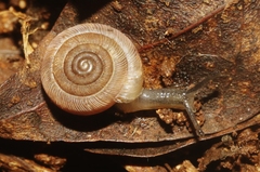Polygyra plana