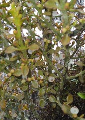 Dendrophthora pearcei