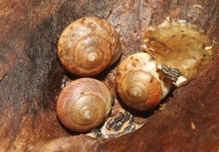 Helicina convexa