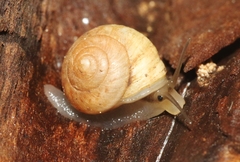 Helicina convexa