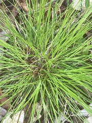 Carex jamesii