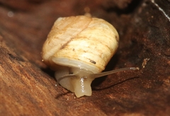 Helicina convexa