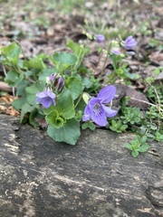 Viola grypoceras