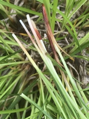 Carex jamesii