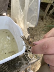 Penaeus aztecus