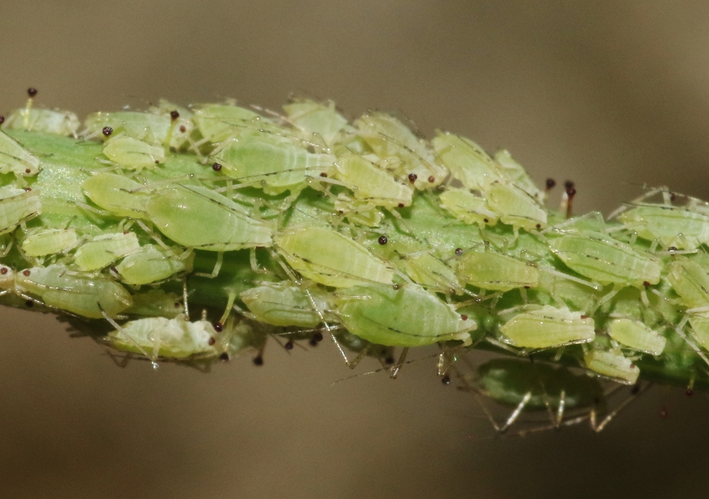 Sowthistle Aphid