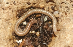 Cylindroiulus britannicus