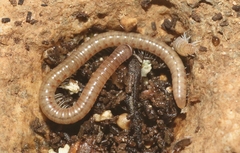 Cylindroiulus britannicus