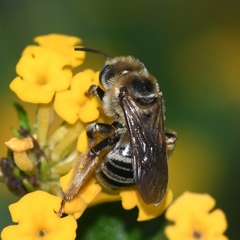 Melissodes communis communis