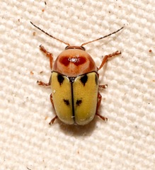 Cryptocephalus aulicus