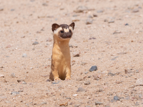 Long-tailed Weasel