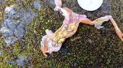 Dendropsophus sarayacuensis