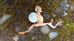 Dendropsophus sarayacuensis