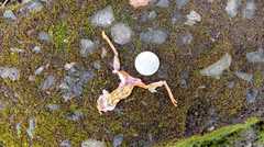 Dendropsophus sarayacuensis