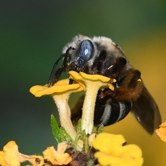 Melissodes communis communis