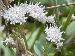 Ageratina riparia