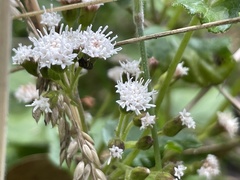 Ageratina riparia
