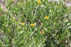 Borrichia arborescens