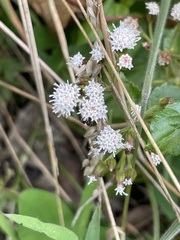 Ageratina riparia