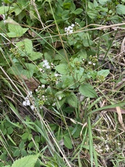 Ageratina riparia