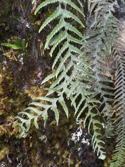 Ascogrammitis anfractuosa