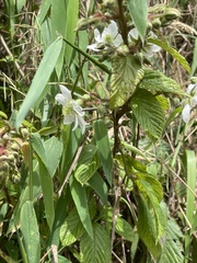 Rubus adenotrichos