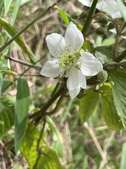 Rubus adenotrichos
