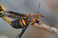 Paranthrene asilipennis