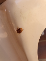 Henosepilachna sumbana