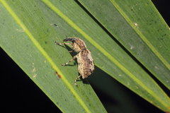 Meconemus infuscatus