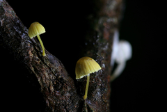 Mycena carolinensis